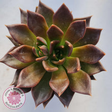 Load image into Gallery viewer, Echeveria Black Prince - John & Norma's Succulents