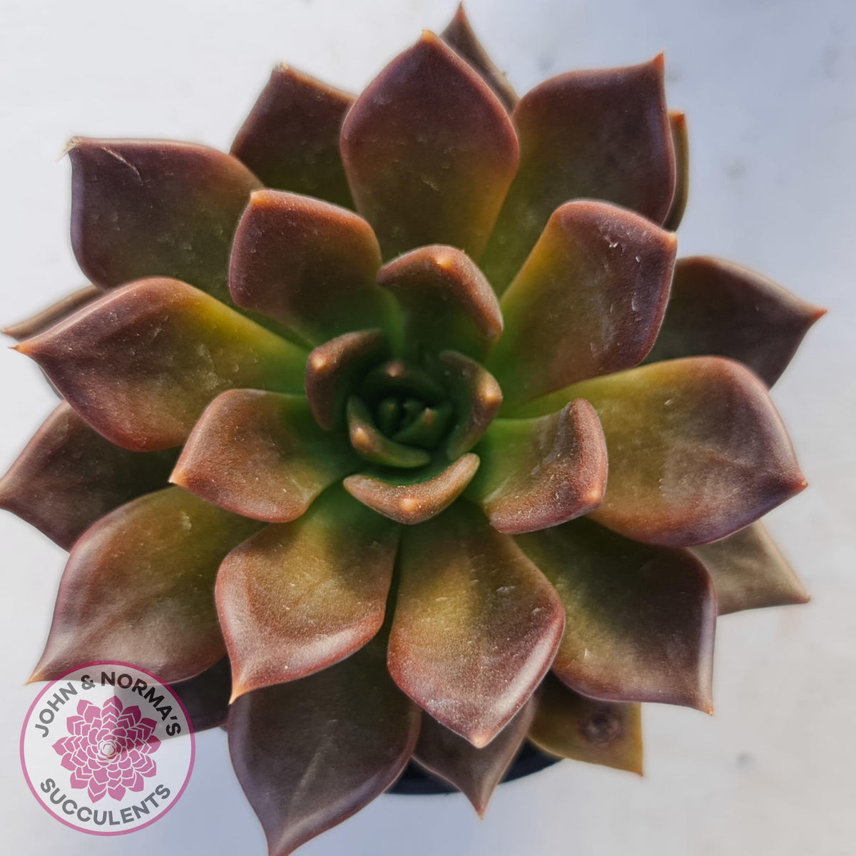 Echeveria Black Prince