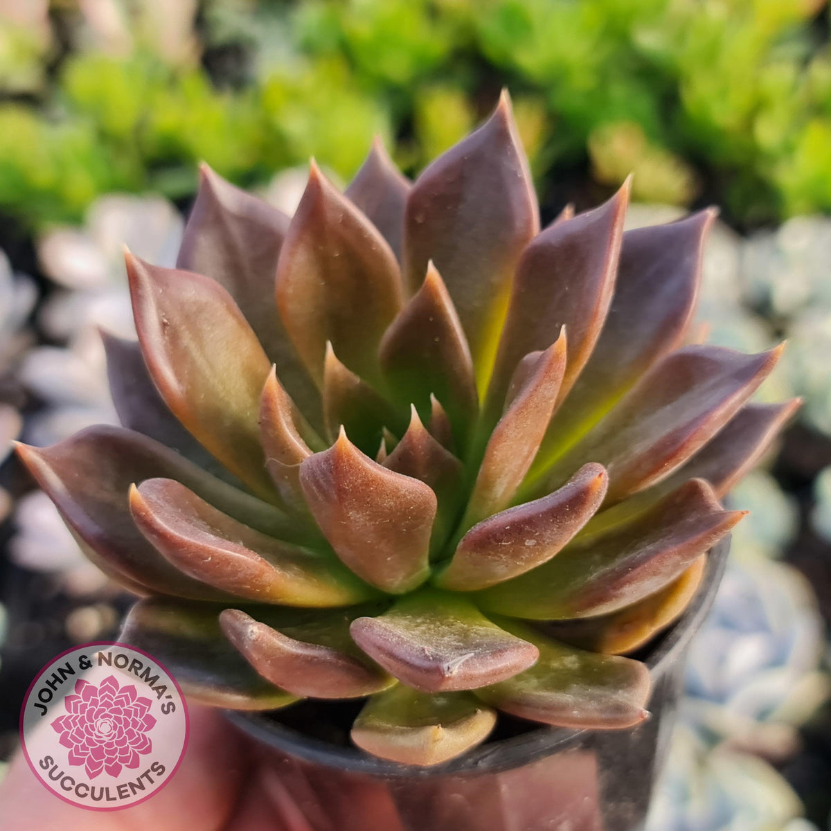 Echeveria Black Prince