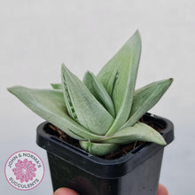 Load image into Gallery viewer, x Gasteraloe cv. Green Ice - John & Norma's Succulents