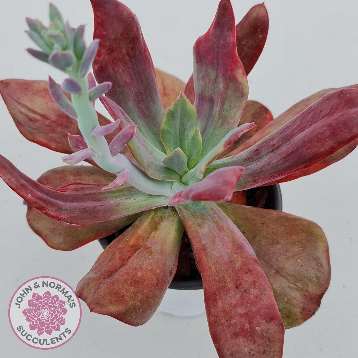 Echeveria Diamond State Variegata