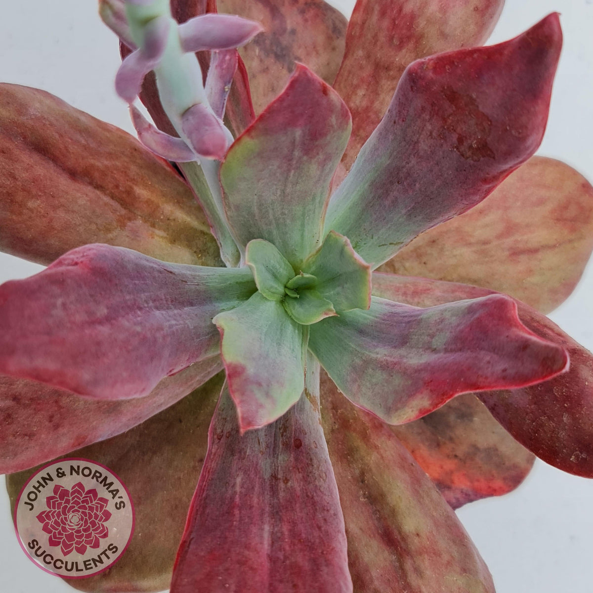 Echeveria Diamond State Variegata