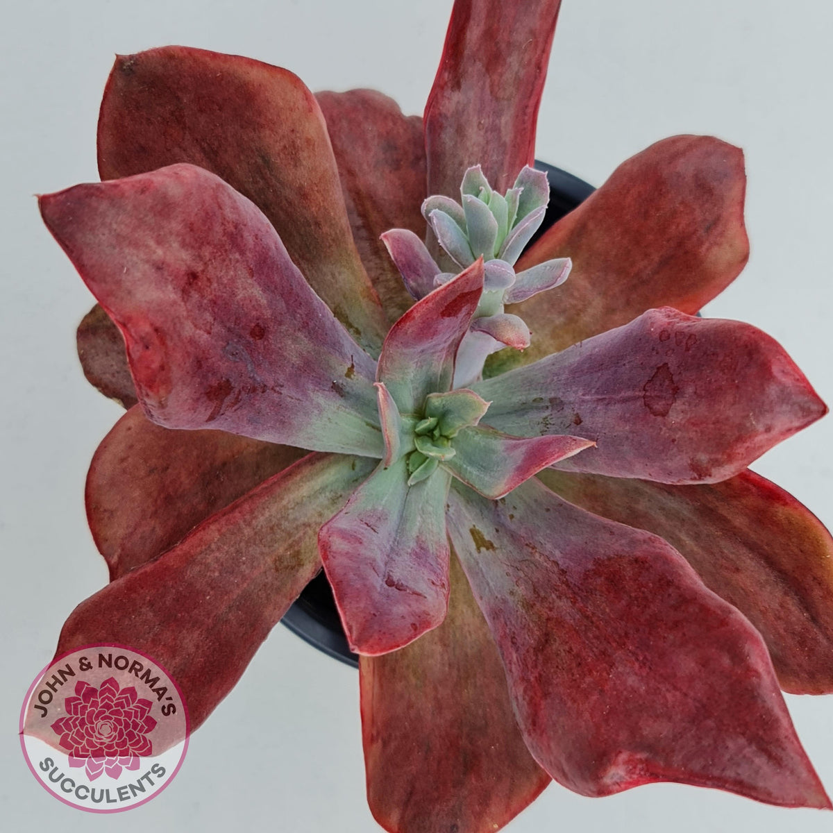 Echeveria Diamond State Variegata