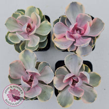 Load image into Gallery viewer, Echeveria West Rainbow - John & Norma's Succulents