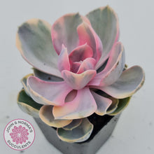 Load image into Gallery viewer, Echeveria West Rainbow - John & Norma's Succulents