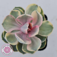 Load image into Gallery viewer, Echeveria West Rainbow - John & Norma's Succulents