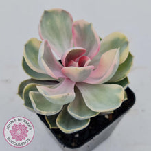 Load image into Gallery viewer, Echeveria West Rainbow - John & Norma's Succulents