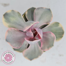 Load image into Gallery viewer, Echeveria West Rainbow - John & Norma's Succulents