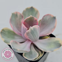 Load image into Gallery viewer, Echeveria West Rainbow - John & Norma's Succulents
