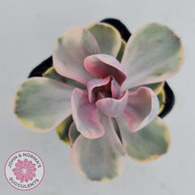 Load image into Gallery viewer, Echeveria West Rainbow - John & Norma's Succulents