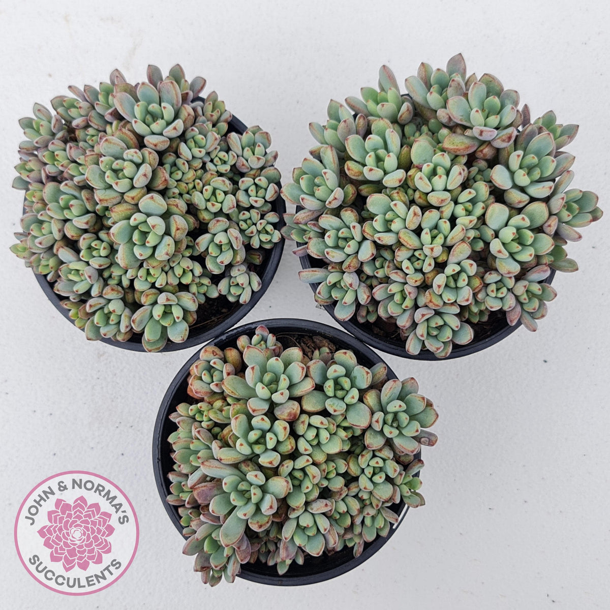 Graptoveria Purple Dream - Multi heads -100mm Large