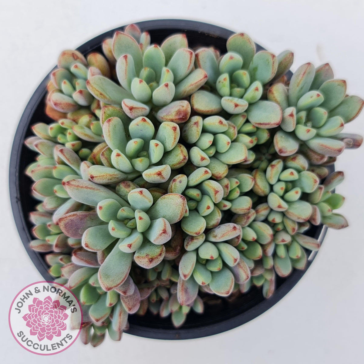 Graptoveria Purple Dream - Multi heads -100mm Large