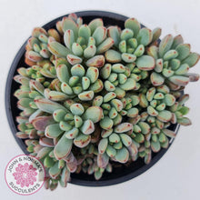 Load image into Gallery viewer, Graptoveria Purple Dream - Multi heads -100mm Large - John & Norma's Succulents