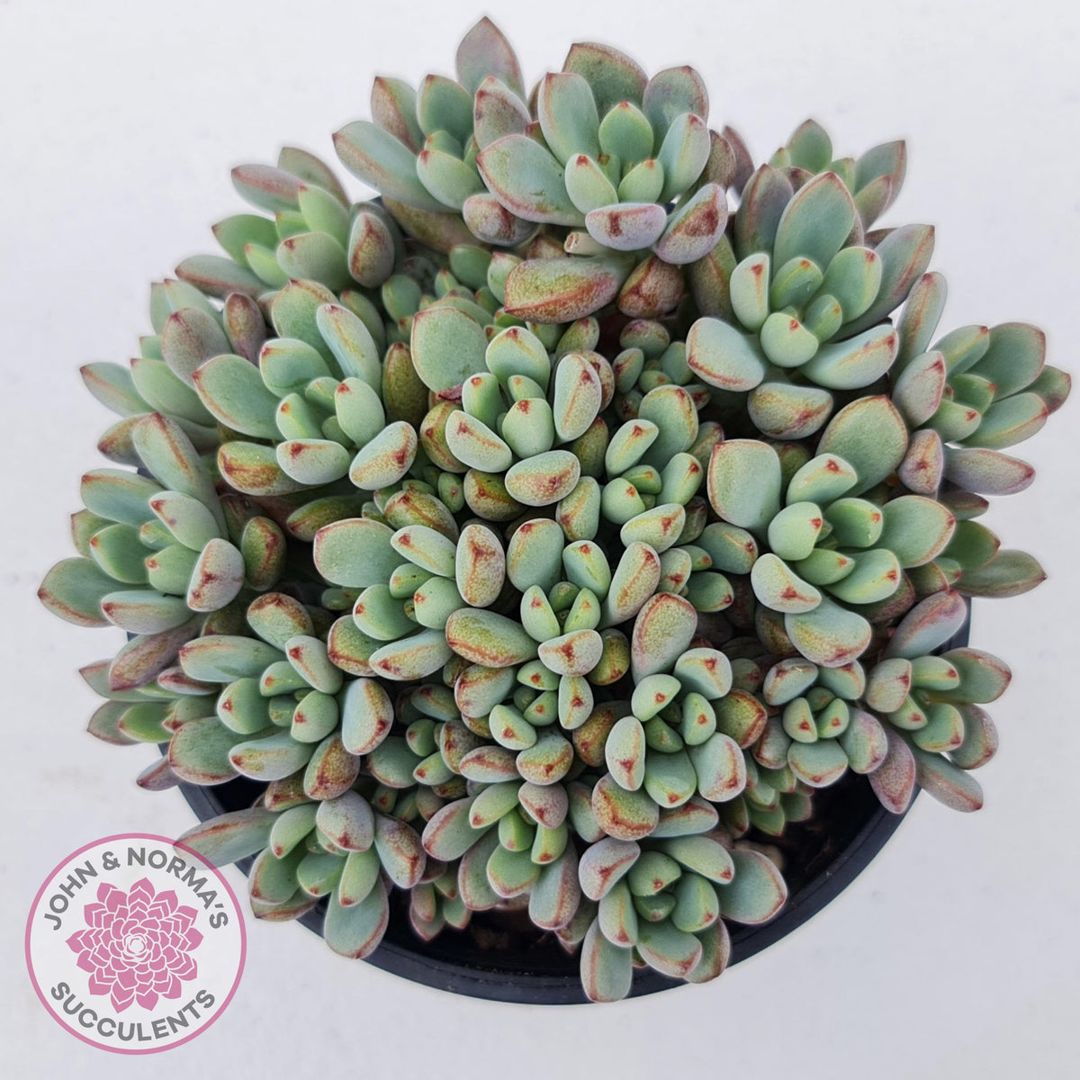 Graptoveria Purple Dream - Multi heads -100mm Large