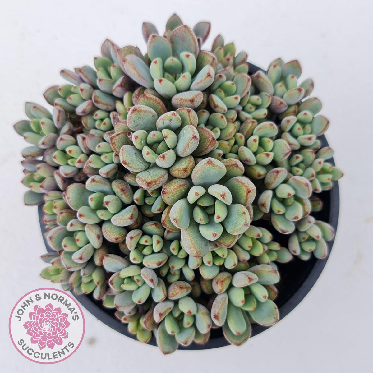 Graptoveria Purple Dream - Multi heads -100mm Large