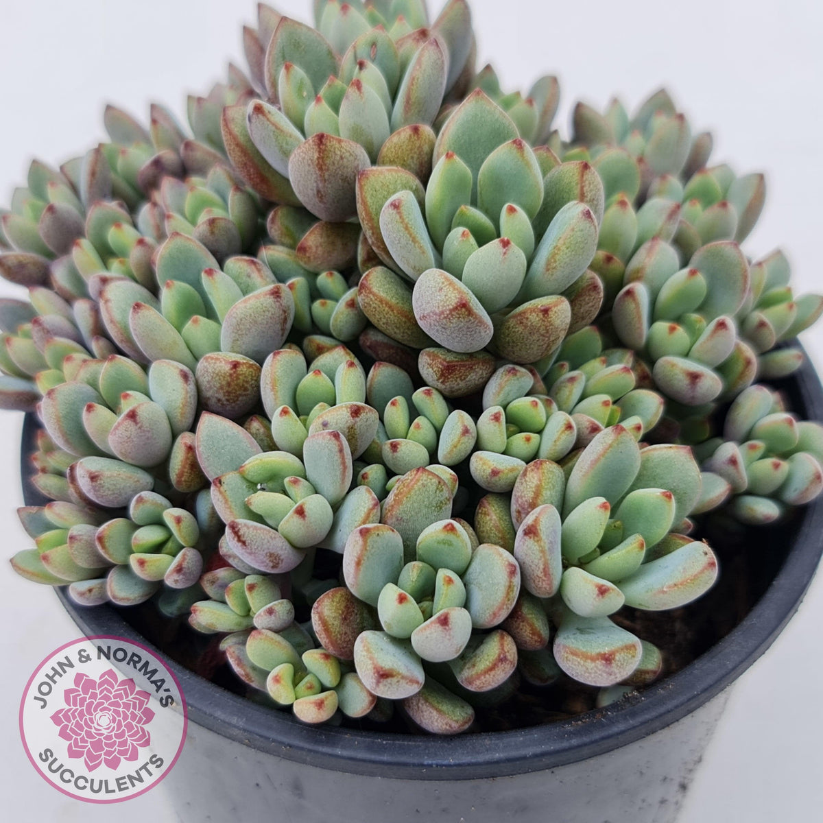 Graptoveria Purple Dream - Multi heads -100mm Large