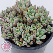 Load image into Gallery viewer, Graptoveria Purple Dream - Multi heads -100mm Large - John & Norma's Succulents