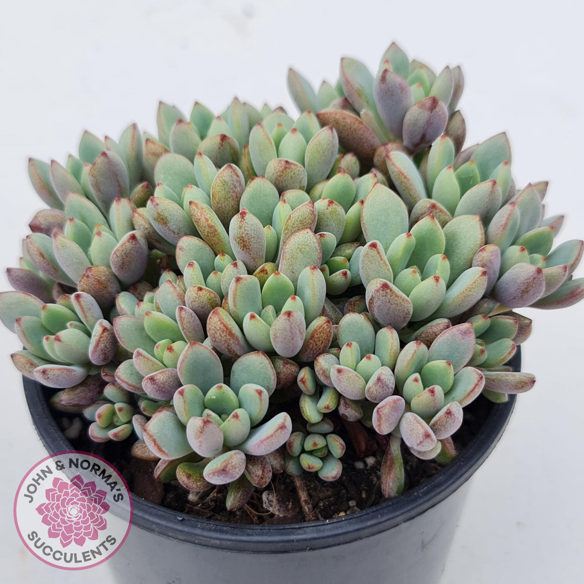 Graptoveria Purple Dream - Multi heads -100mm Large