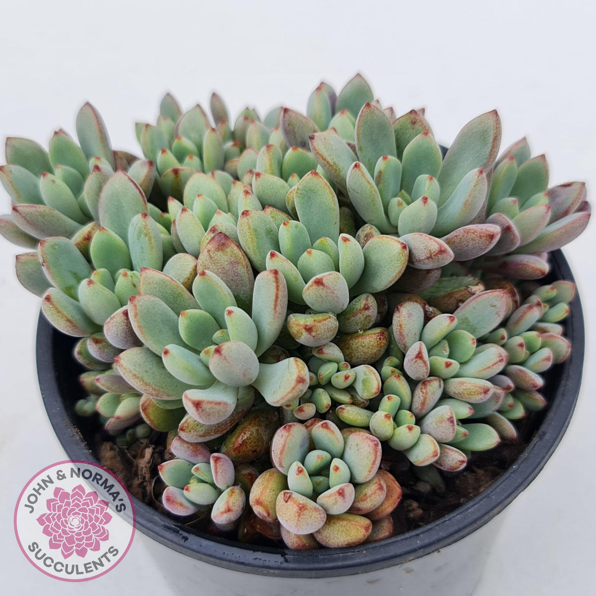 Graptoveria Purple Dream - Multi heads -100mm Large