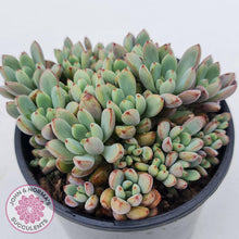 Load image into Gallery viewer, Graptoveria Purple Dream - Multi heads -100mm Large - John & Norma's Succulents