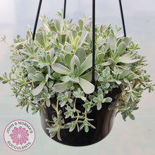 Load image into Gallery viewer, Orostachys iwarenge var. boehmeri - Variegated Chinese Dunce Cap - Cuttings - John & Norma's Succulents