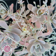 Load image into Gallery viewer, Orostachys iwarenge var. boehmeri - Variegated Chinese Dunce Cap - Cuttings - John & Norma's Succulents