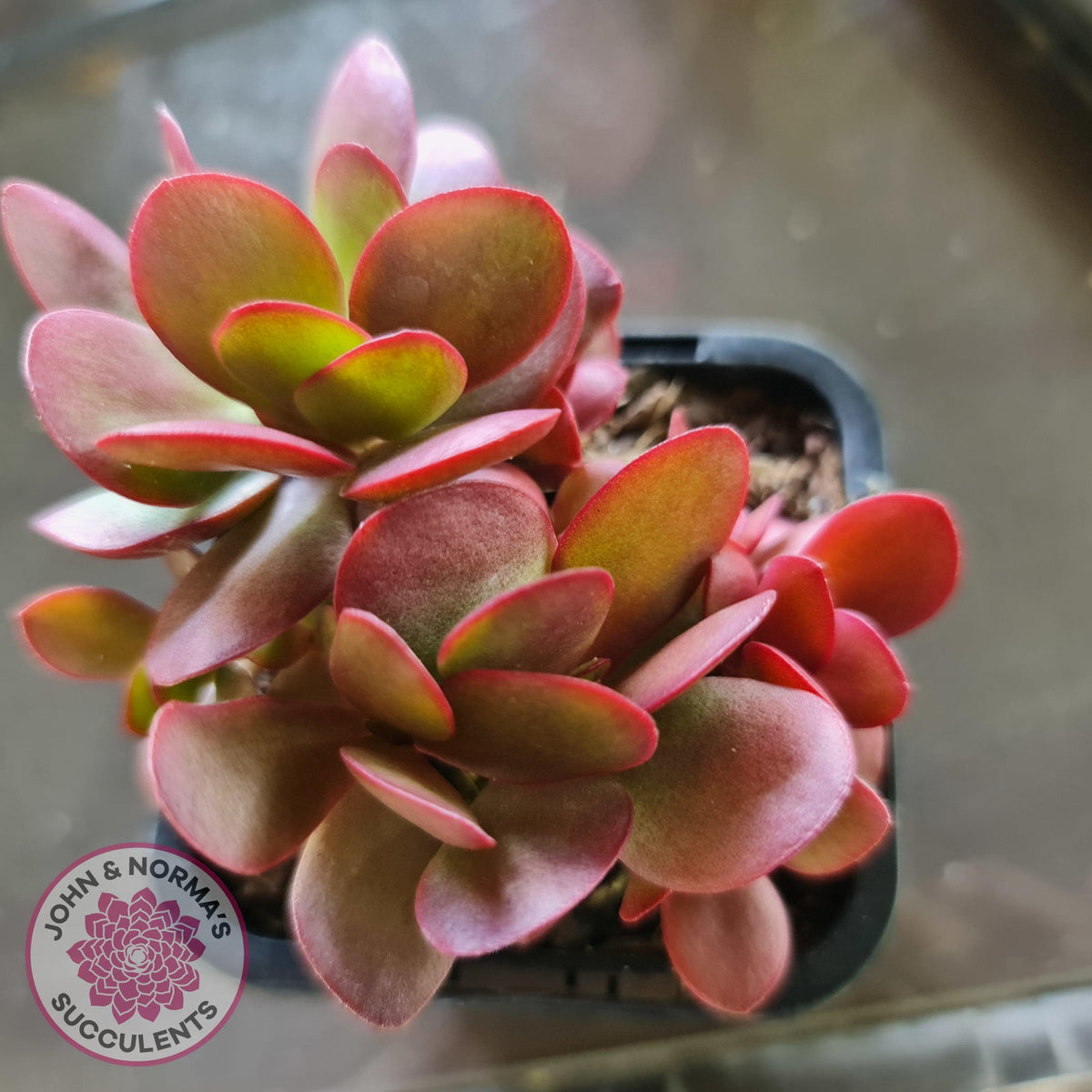 Crassula atropurpurea
