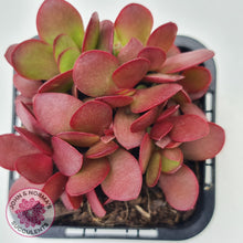 Load image into Gallery viewer, Crassula atropurpurea - John & Norma's Succulents