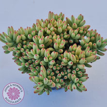 Load image into Gallery viewer, Crassula nudicaulis var. herrei - John & Norma's Succulents