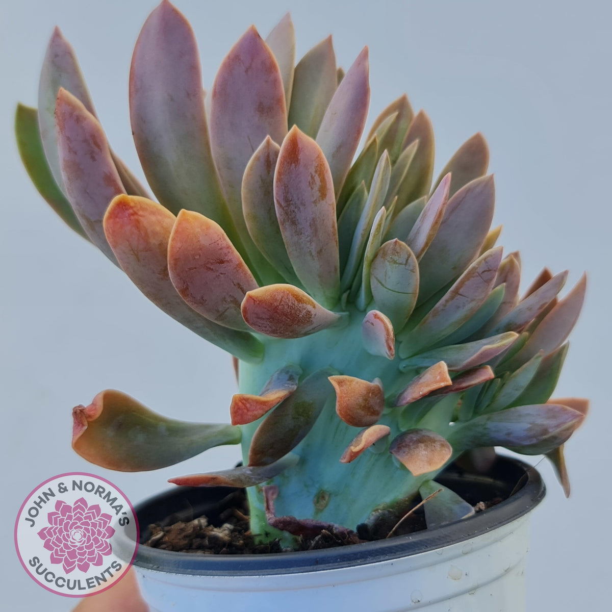 Graptoveria Fred Ives Crest - 100mm Large