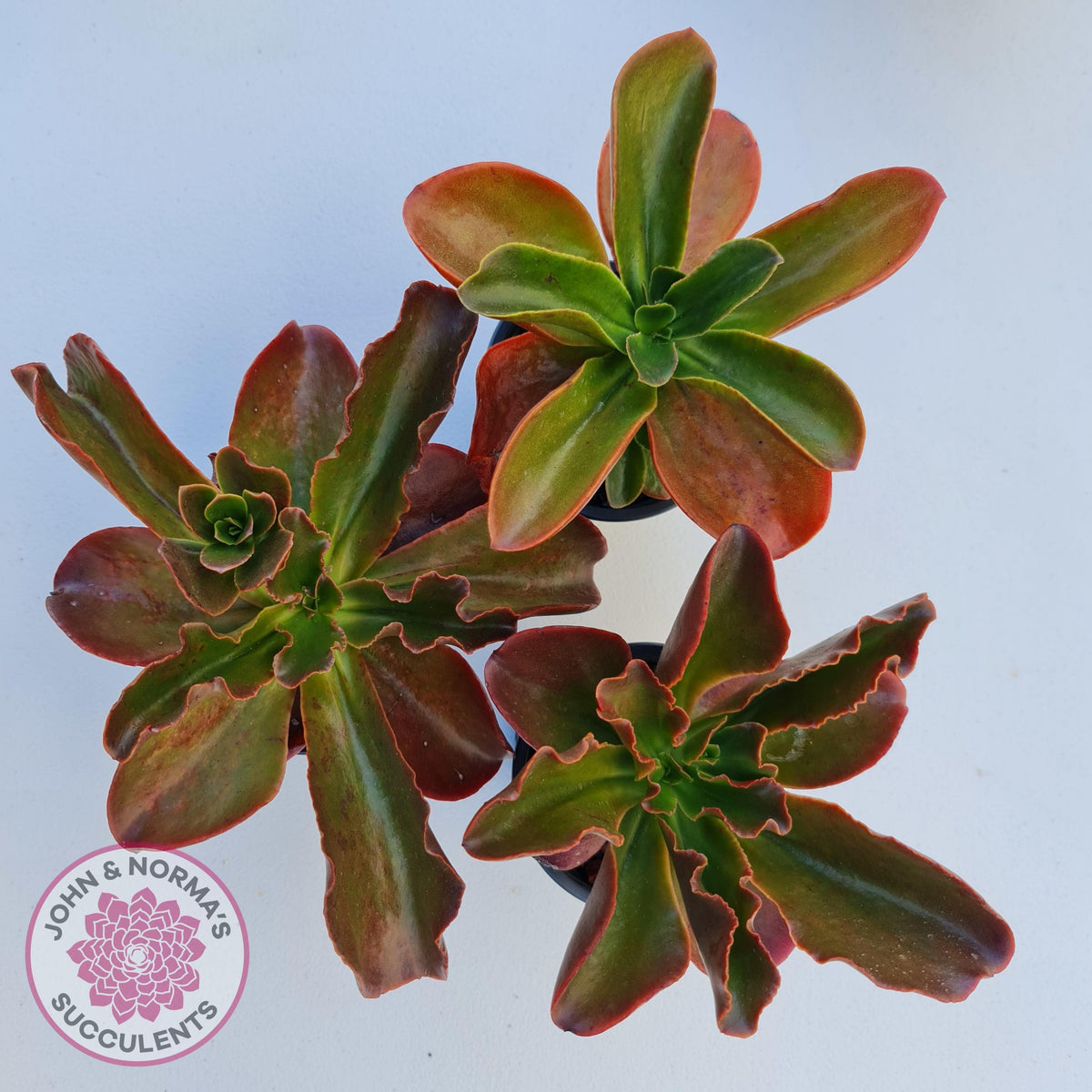 Echeveria fimbriata - 100mm Large