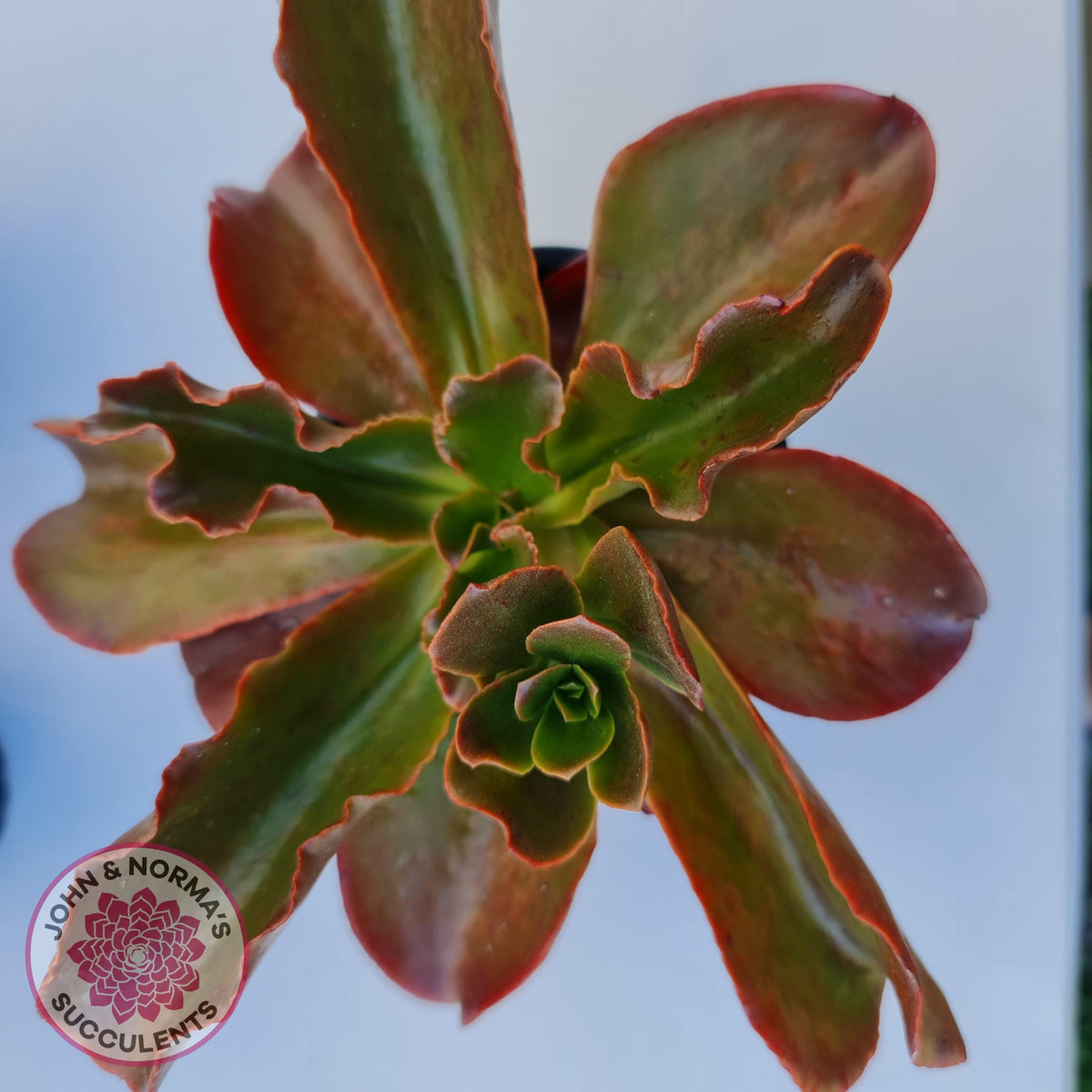 Echeveria fimbriata - 100mm Large