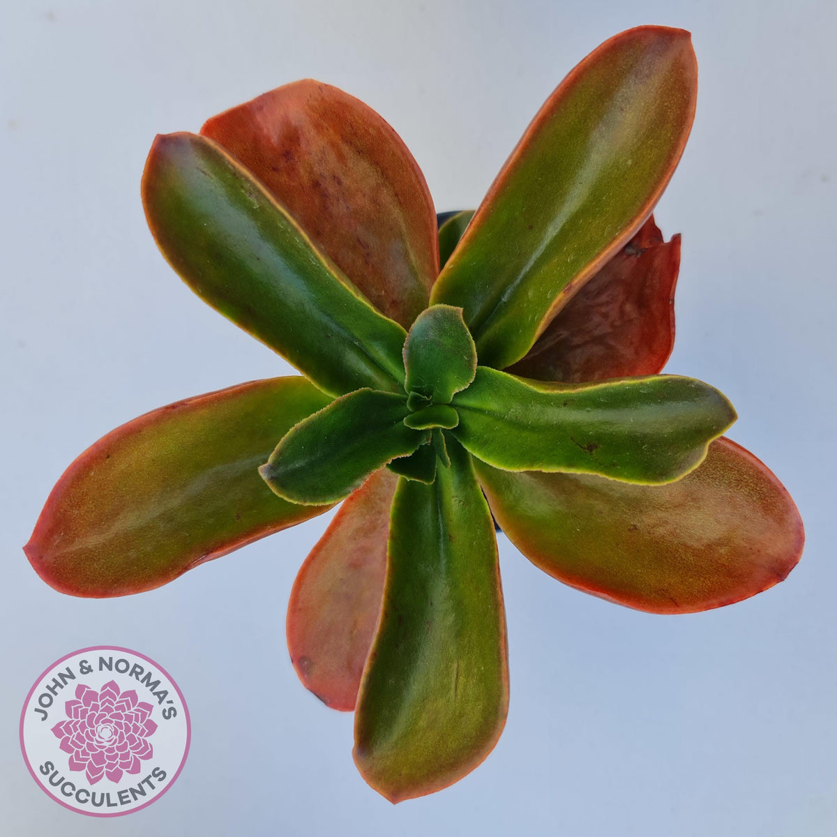 Echeveria fimbriata - 100mm Large
