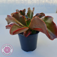 Load image into Gallery viewer, Echeveria fimbriata - 100mm Large - John & Norma's Succulents