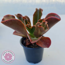 Load image into Gallery viewer, Echeveria fimbriata - 100mm Large - John & Norma's Succulents