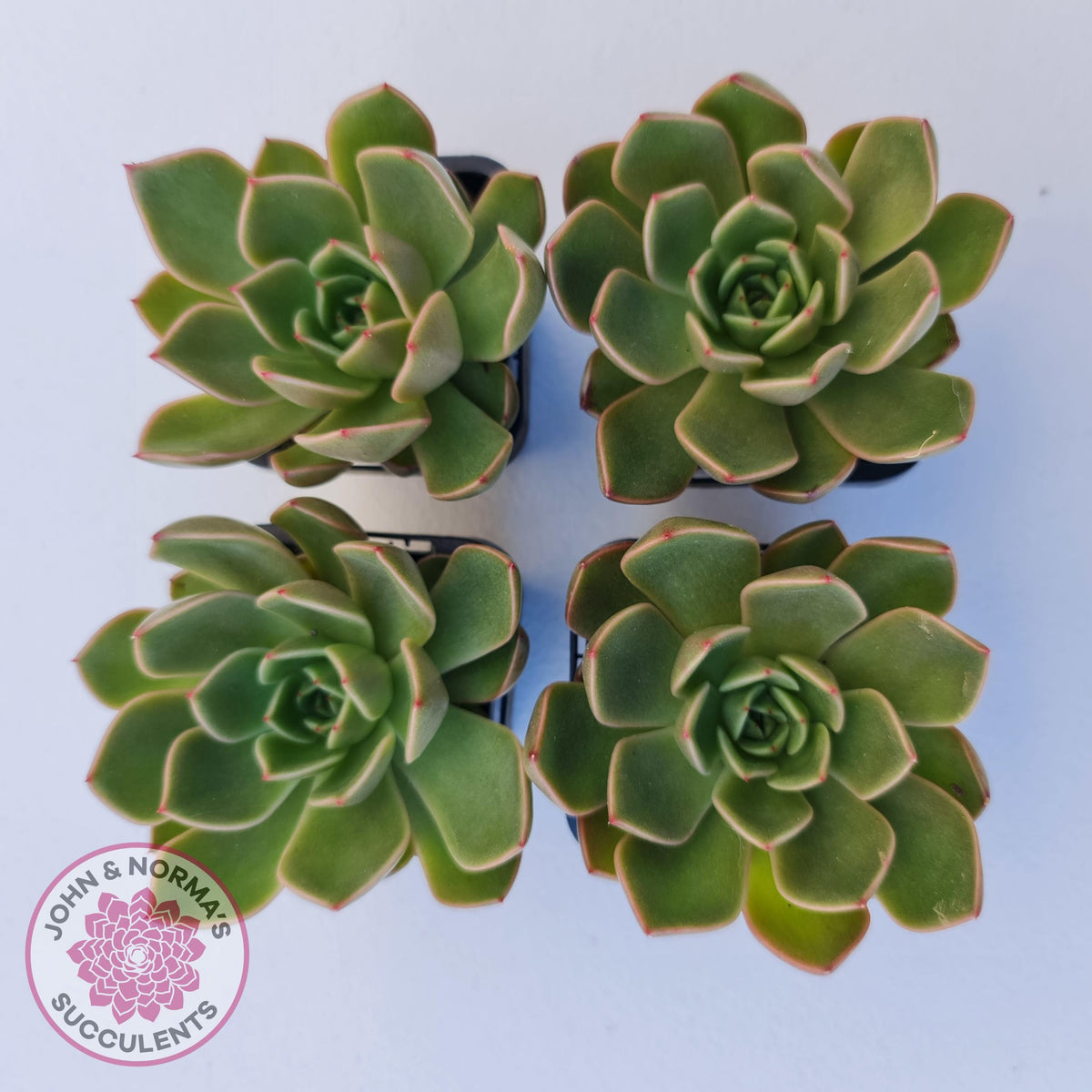 Echeveria Agavoides Mira - Lg