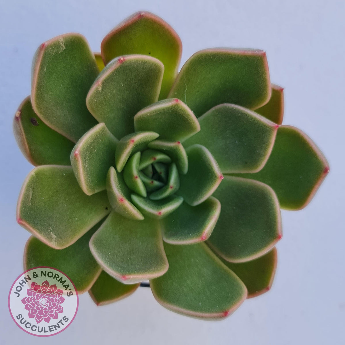 Echeveria Agavoides Mira - Lg