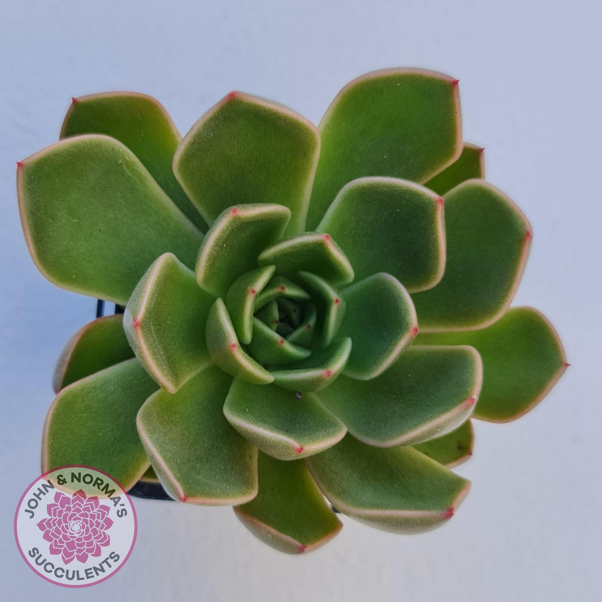 Echeveria Agavoides Mira - Lg