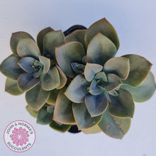 Load image into Gallery viewer, Echeveria Chroma - John & Norma's Succulents