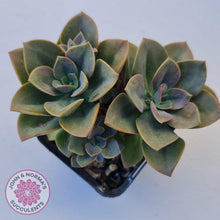 Load image into Gallery viewer, Echeveria Chroma - John & Norma's Succulents