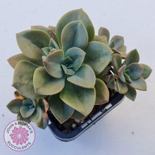 Load image into Gallery viewer, Echeveria Chroma - John & Norma's Succulents