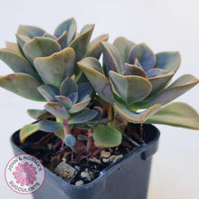 Load image into Gallery viewer, Echeveria Chroma - John & Norma's Succulents