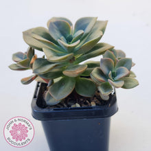 Load image into Gallery viewer, Echeveria Chroma - John & Norma's Succulents