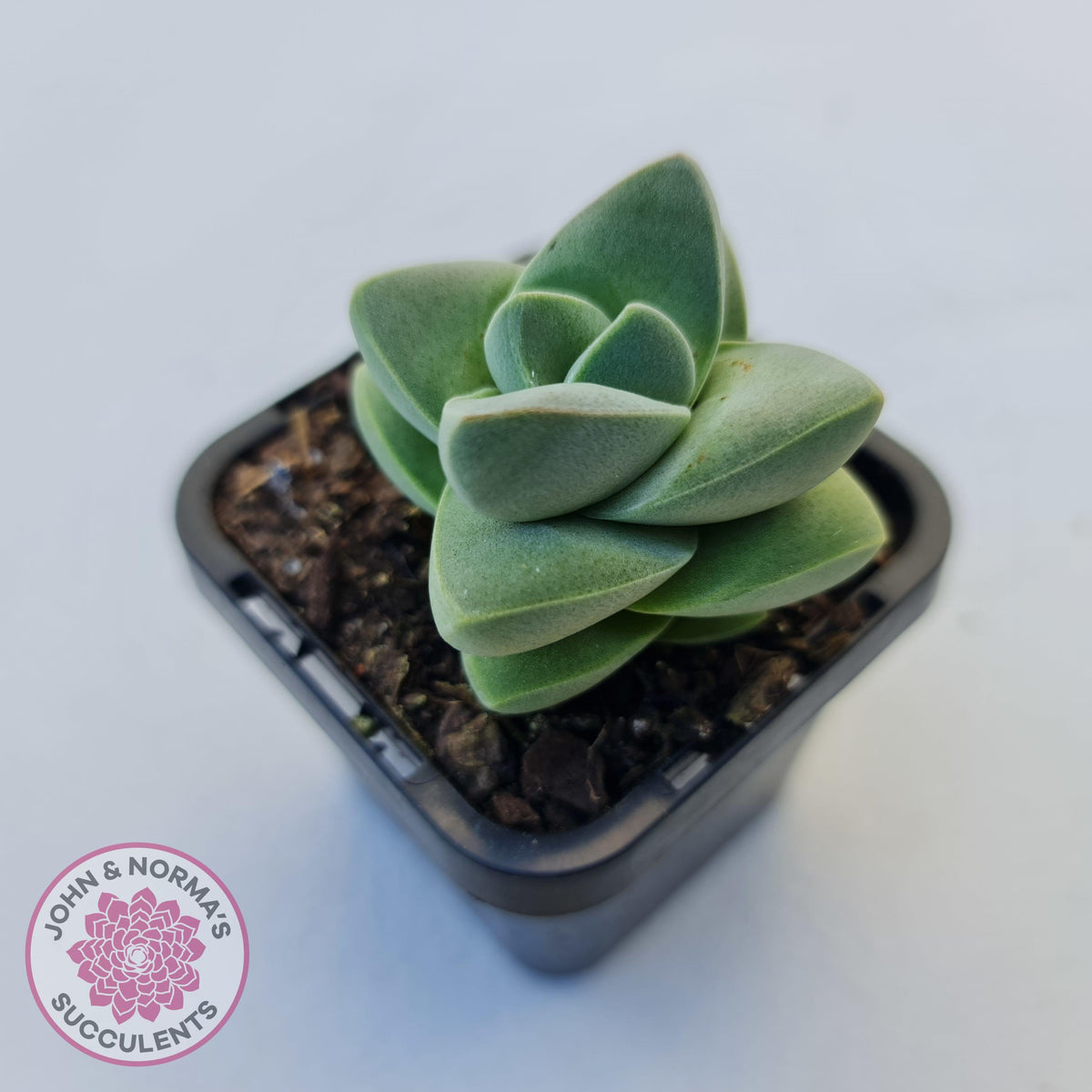 Crassula Moonglow