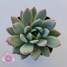Load image into Gallery viewer, Echeveria Shanghai Lady - John & Norma's Succulents