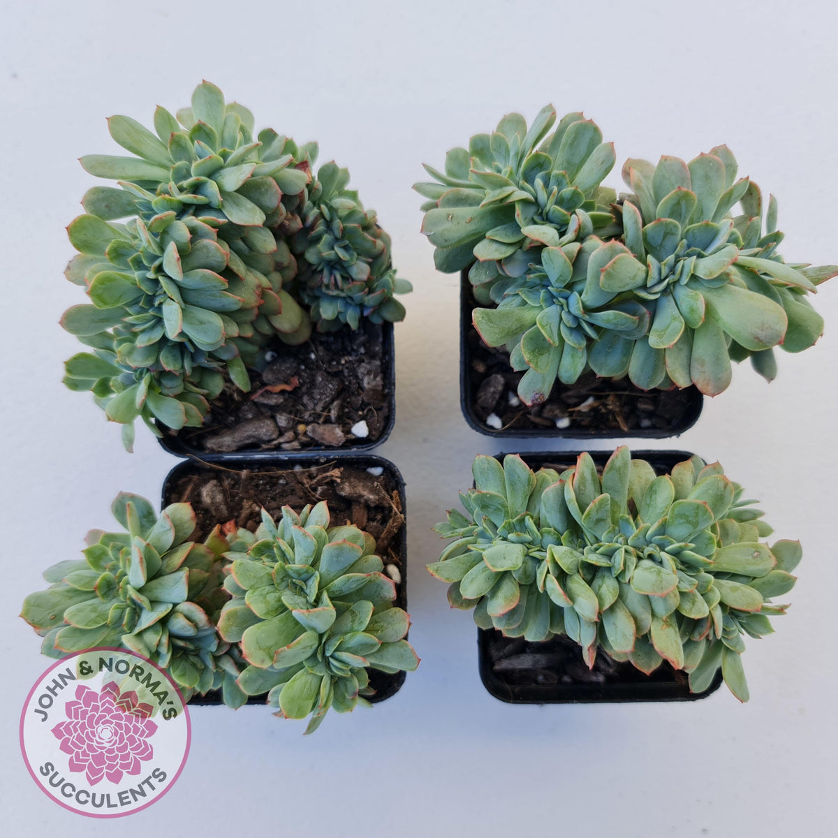 Echeveria Briar Rose Crest