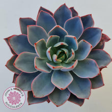 Load image into Gallery viewer, Echeveria Hera - John & Norma's Succulents