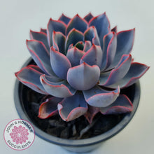 Load image into Gallery viewer, Echeveria Hera - John & Norma's Succulents