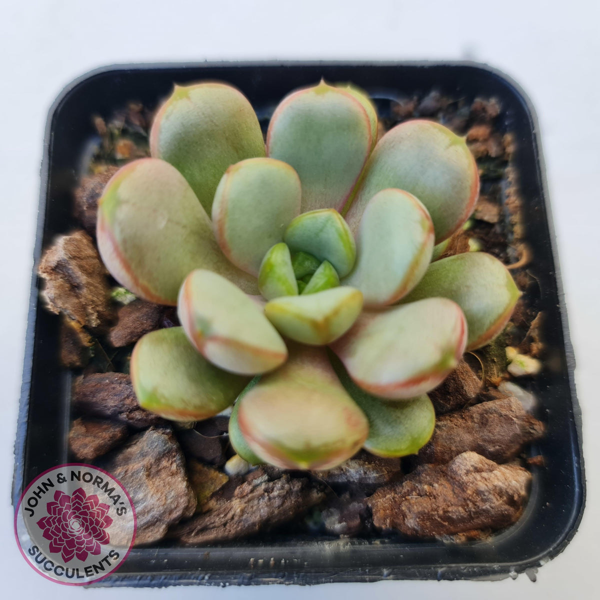 Graptoveria 'Amethorum'
