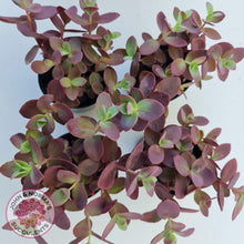 Load image into Gallery viewer, Sedum Cherry Tart - John & Norma's Succulents